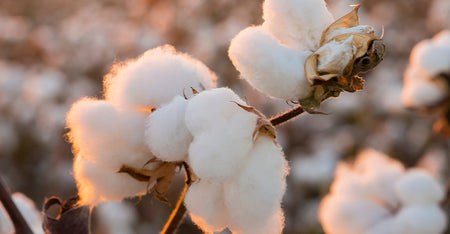 Cottonseed Oil